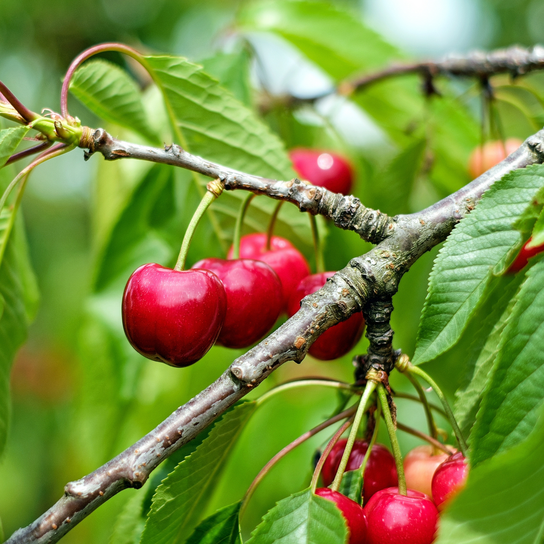 Cherry, Fruiting, Sweetheart (Sock Pot)