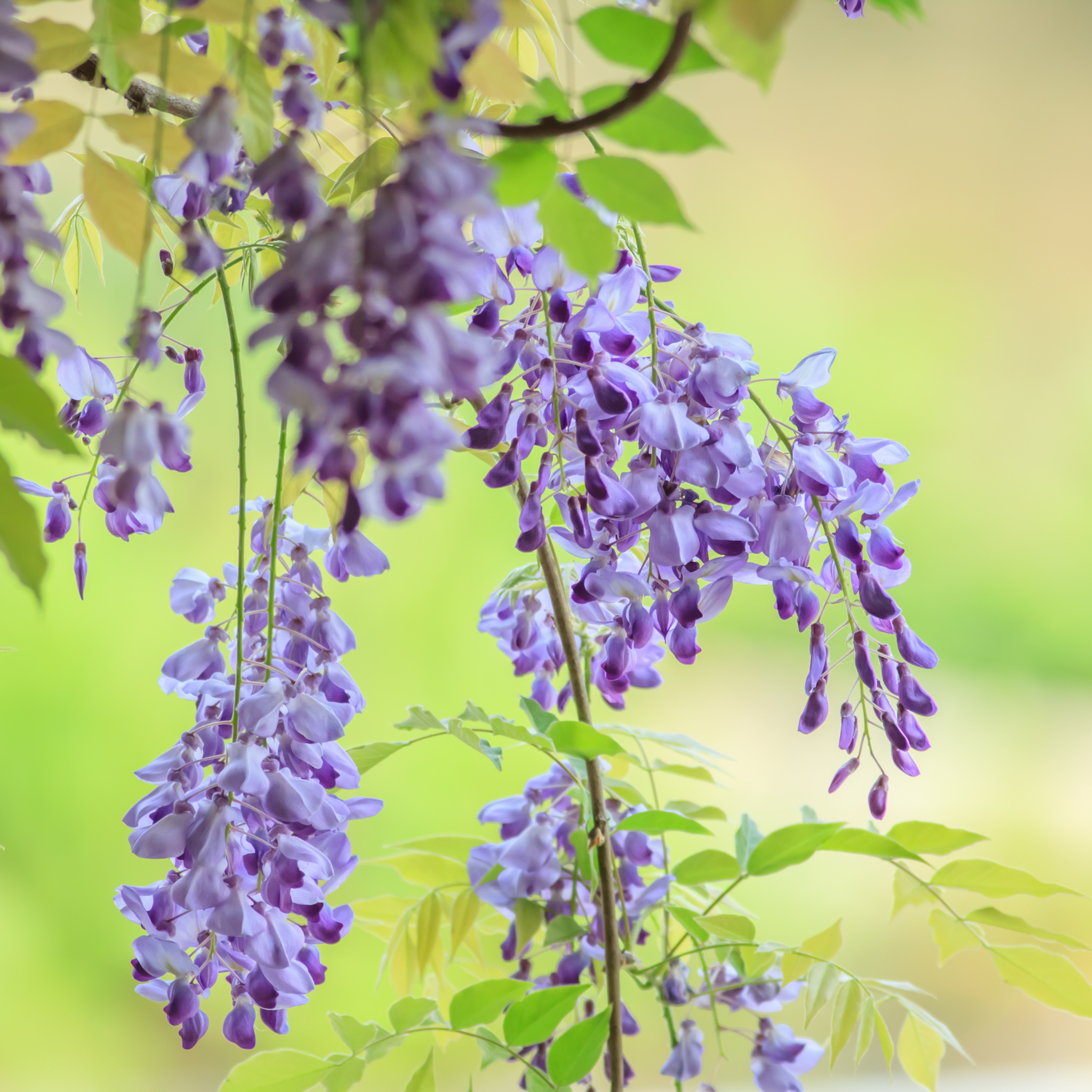 Wisteria, Native Blue – Freedom Tree Farms