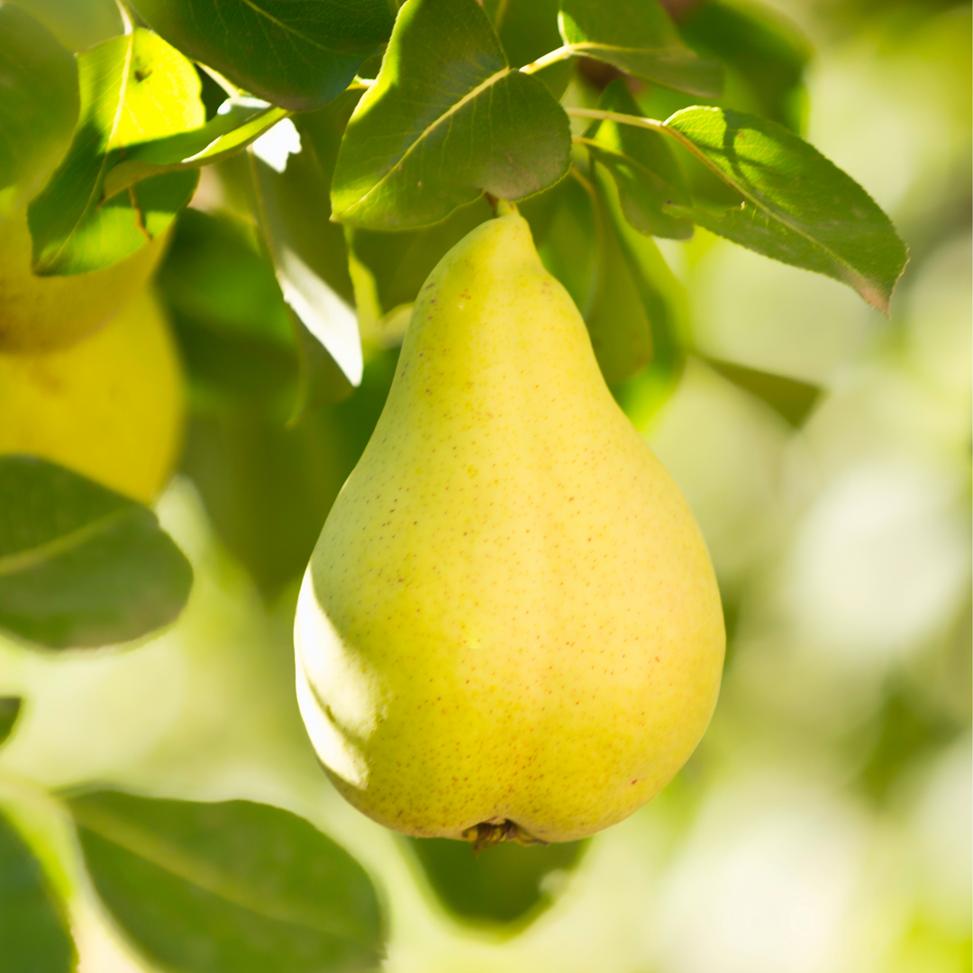 Pear, Bartlett