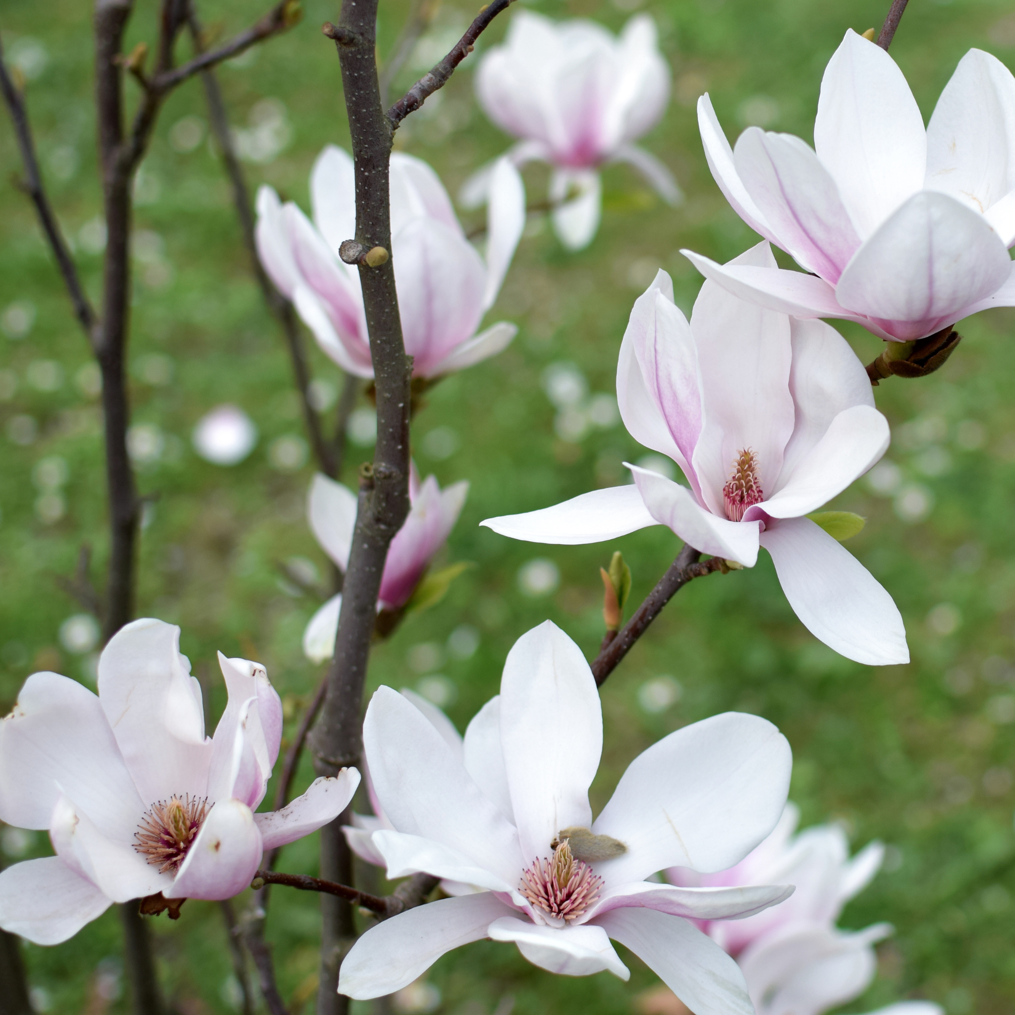 Magnolia, Saucer – Freedom Tree Farms