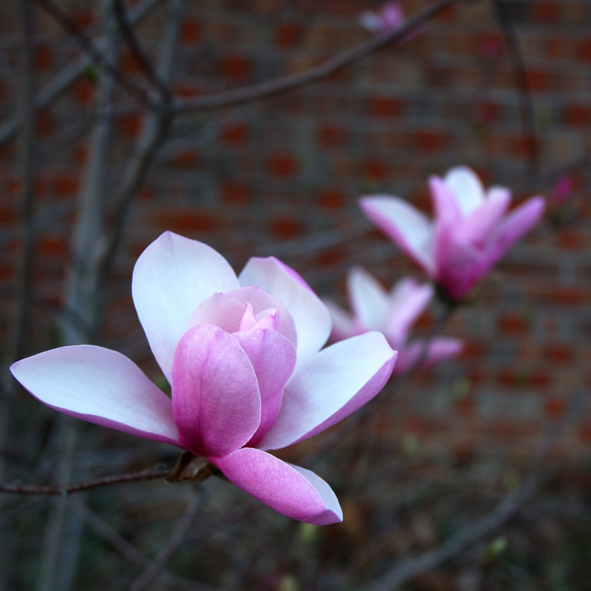 Magnolia, Jane – Freedom Tree Farms