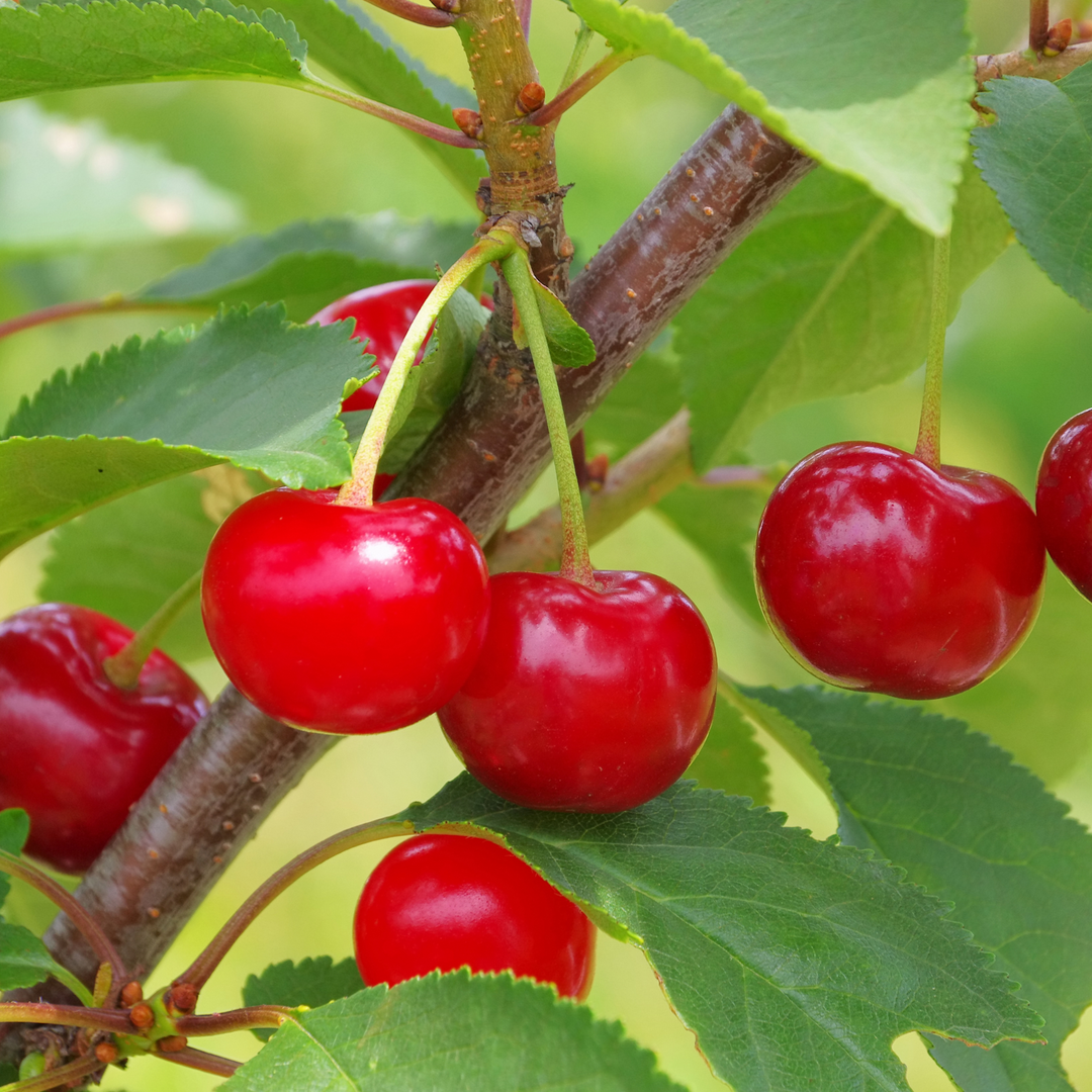 Cherry, Fruiting, North Star (Sock Pot)