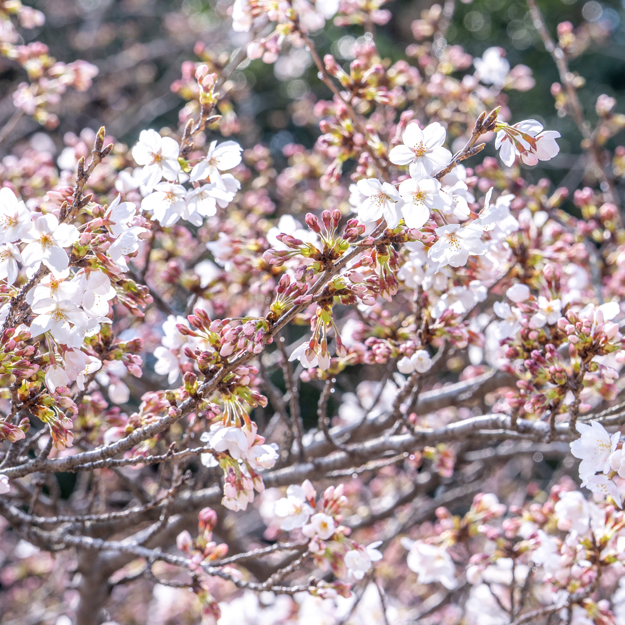 Cherry, Flowering, Yoshino – Freedom Tree Farms
