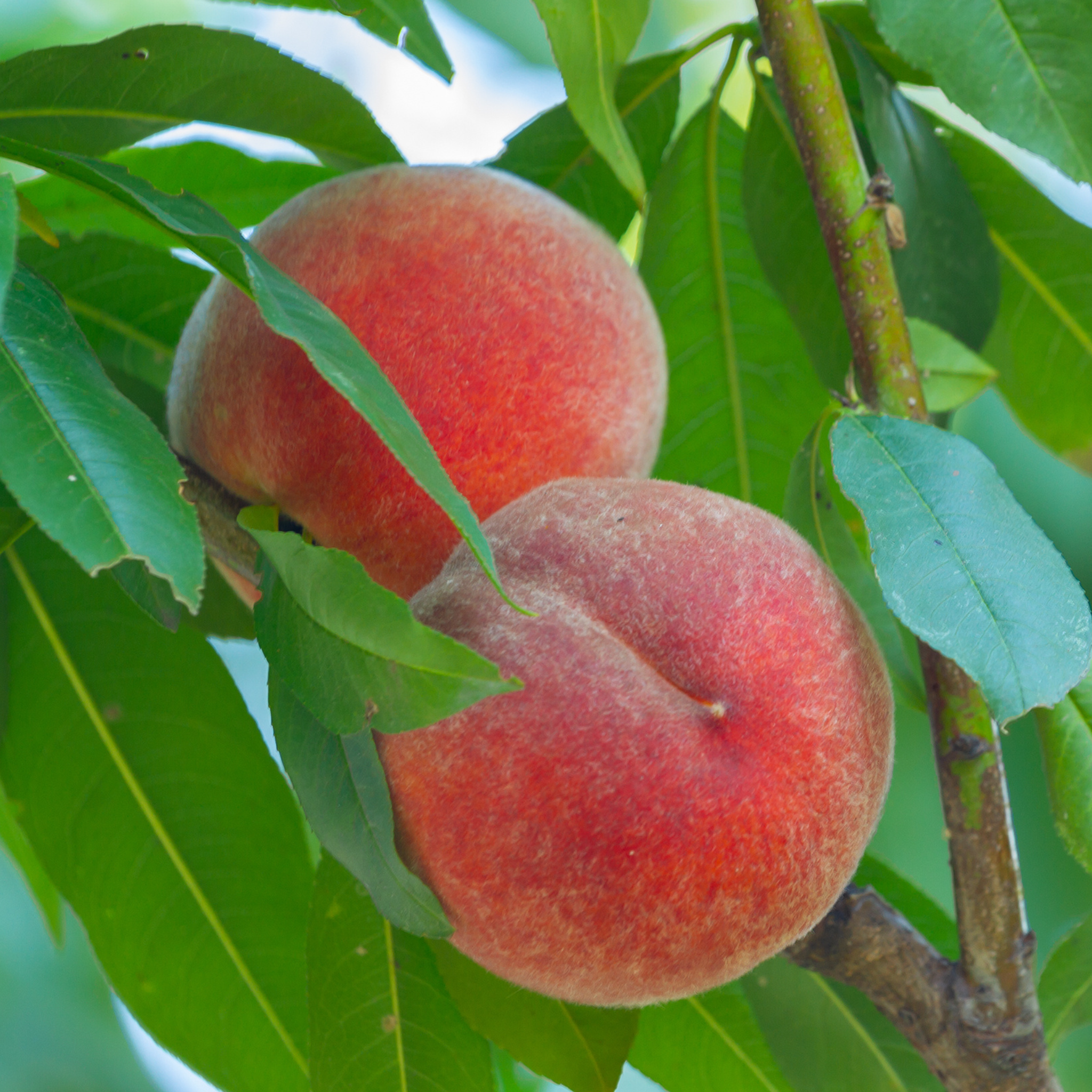 Peach, Redhaven – Freedom Tree Farms