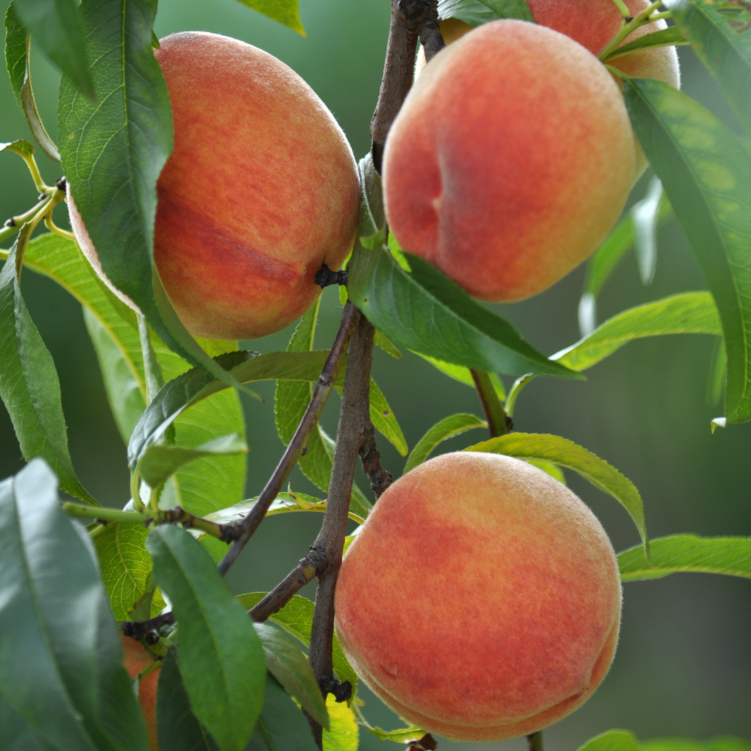 Peach, Belle of Georgia