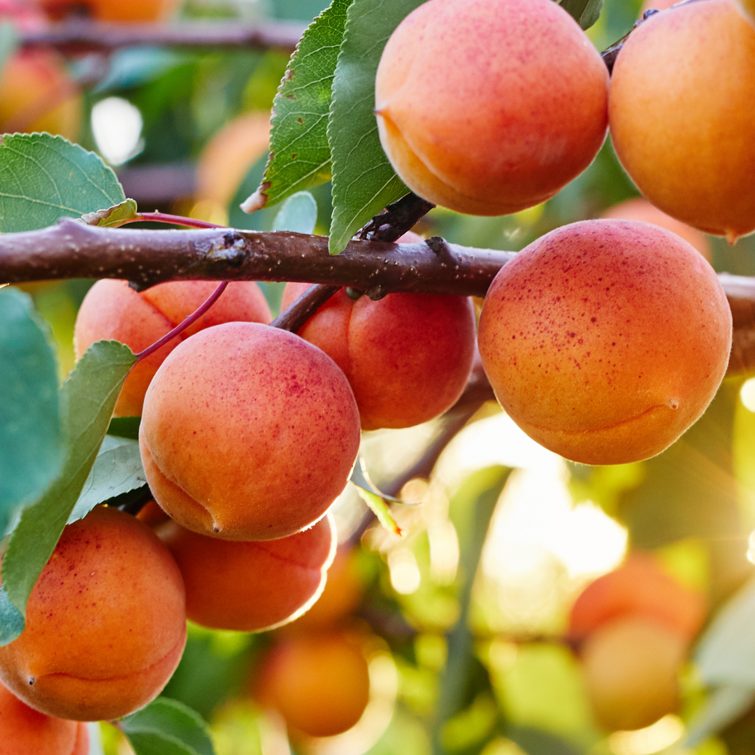 Apricot, Early Golden