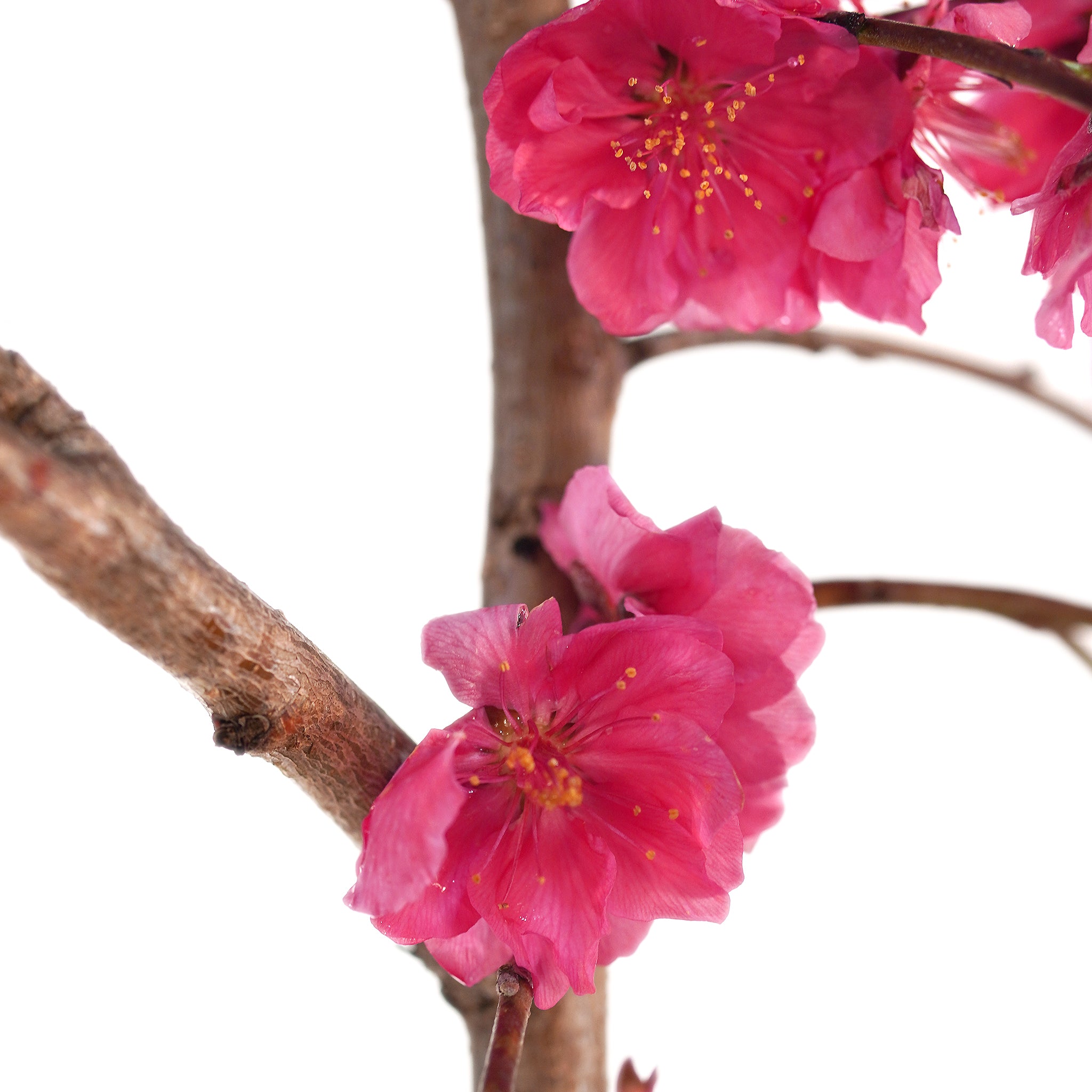 PinkCascadeWeepingPeach-3.jpg?