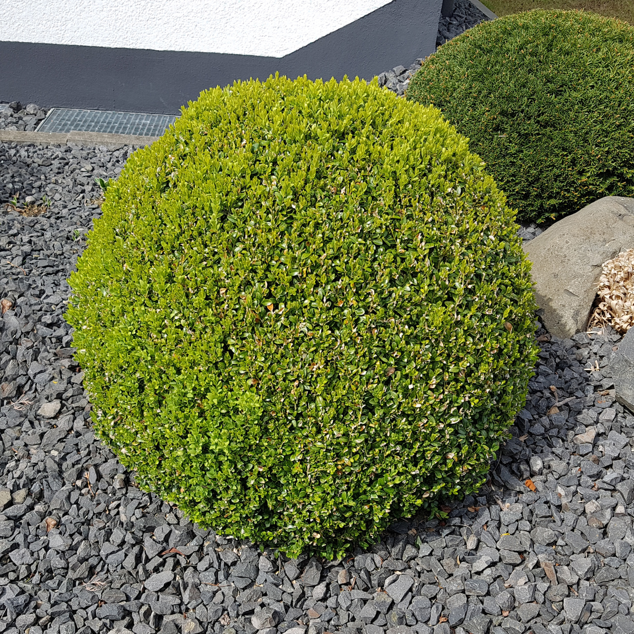 Boxwood