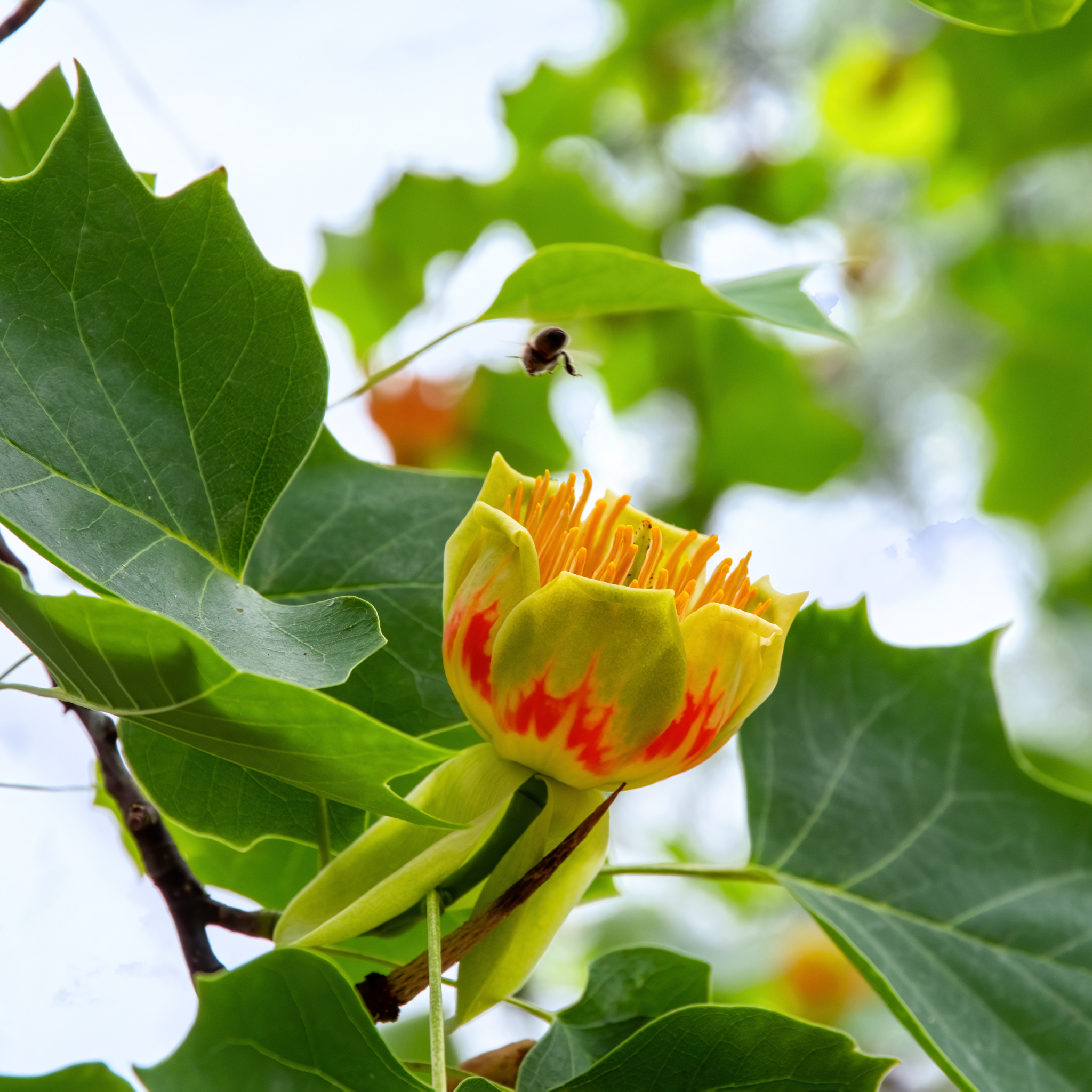 Tulip Poplar