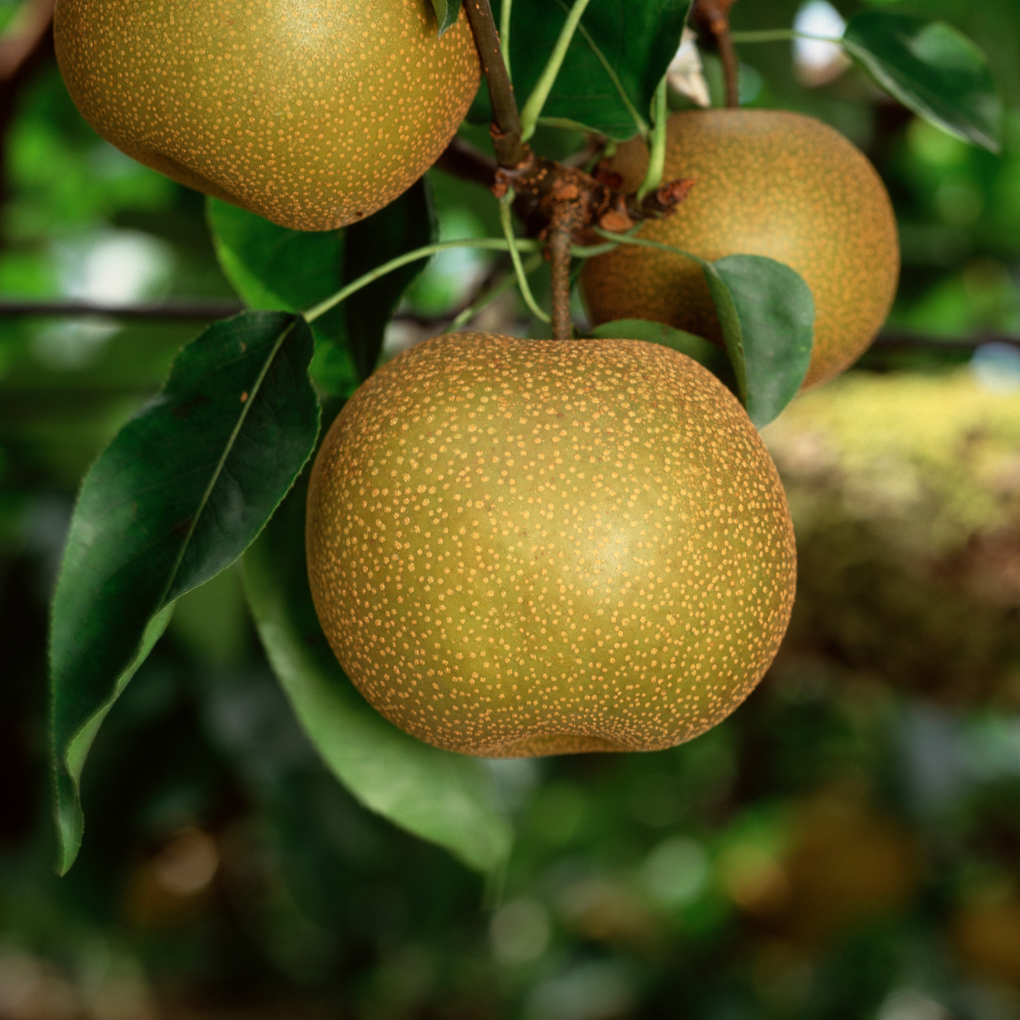 Asian Pear