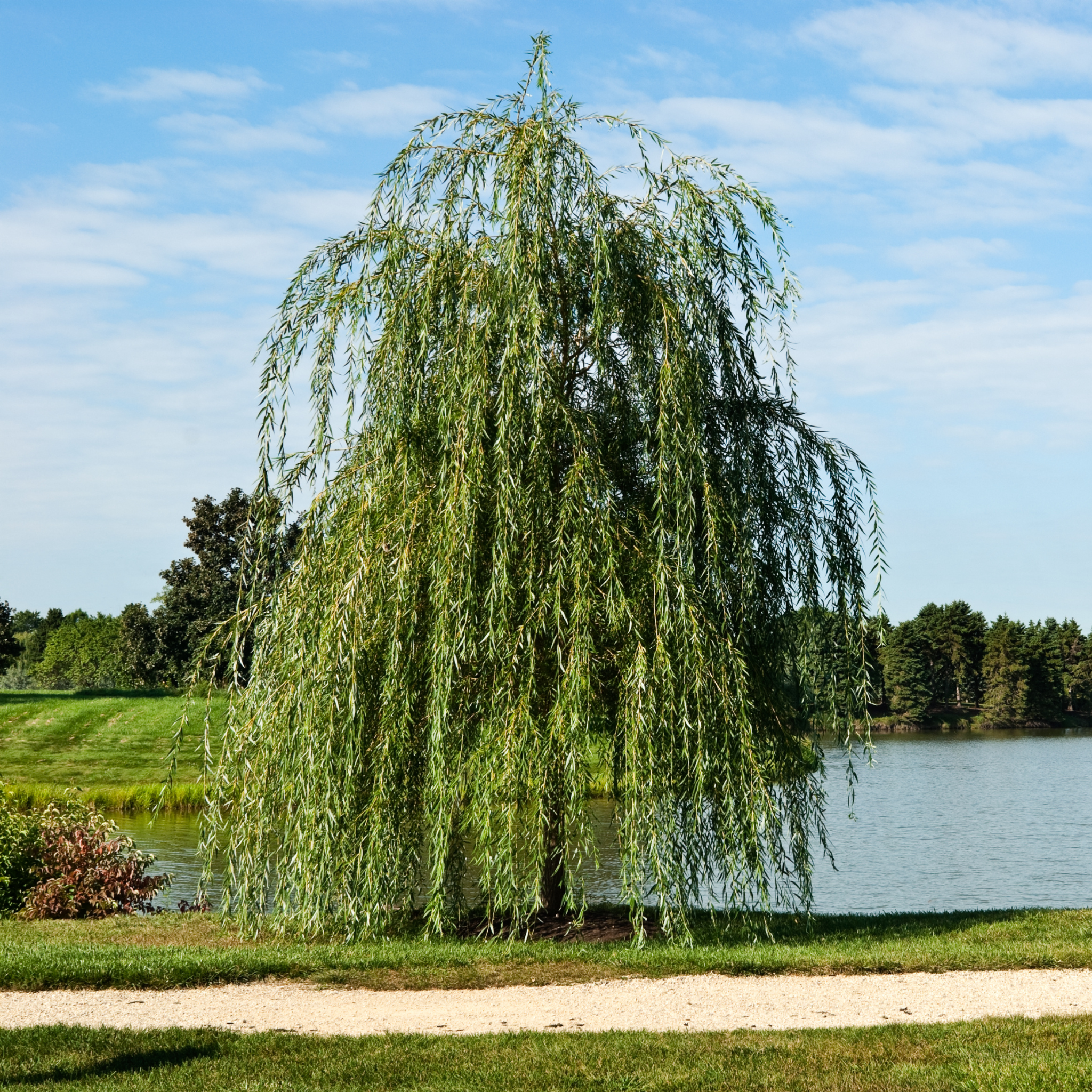 Weeping Willow