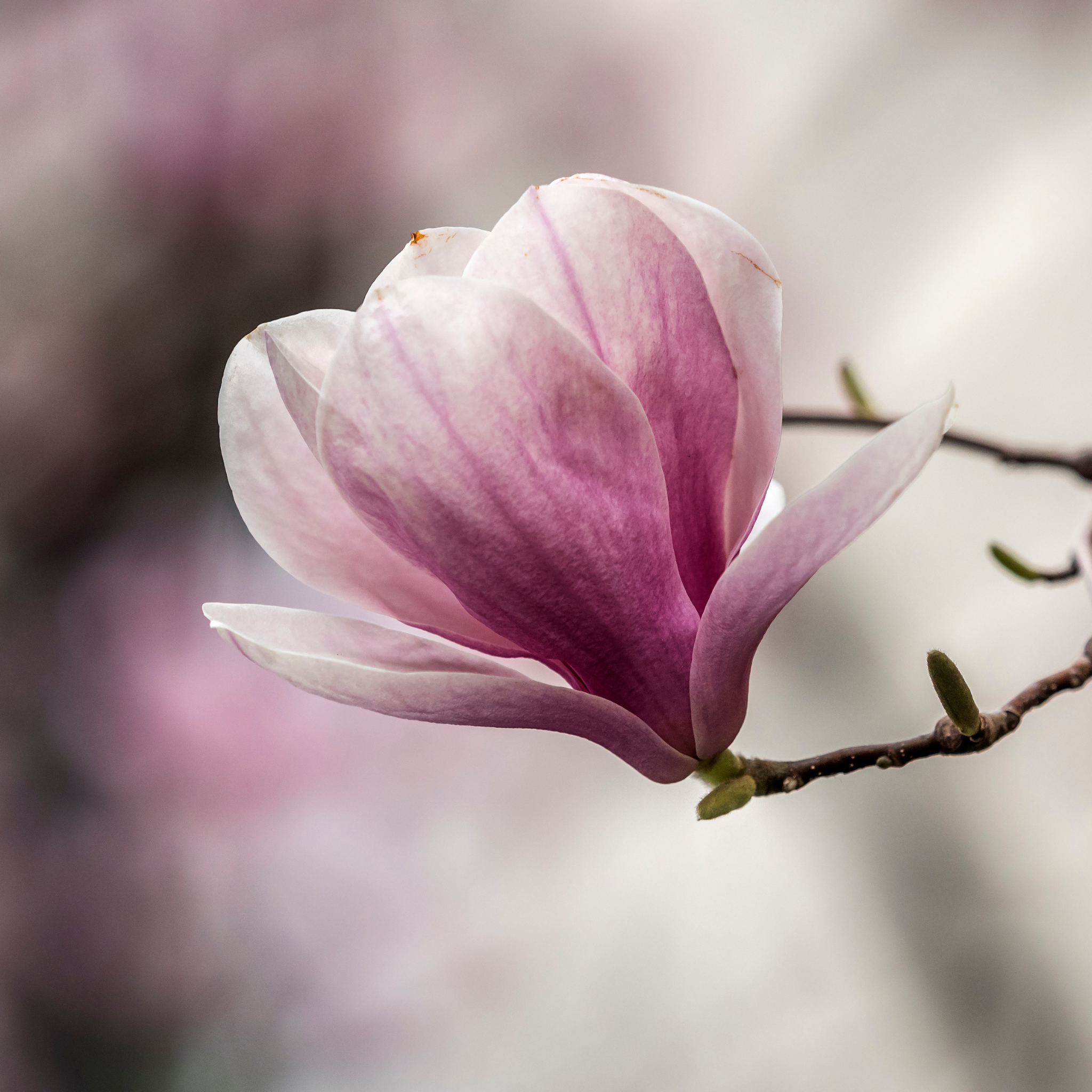 Flowering Trees