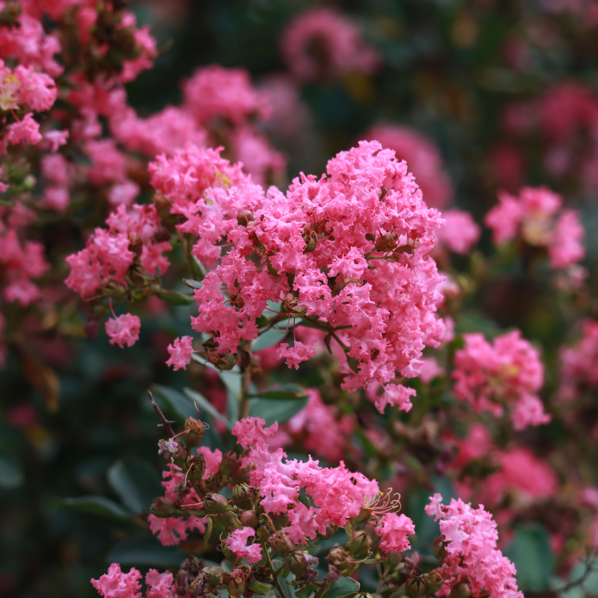 Flowering Trees/Shrubs