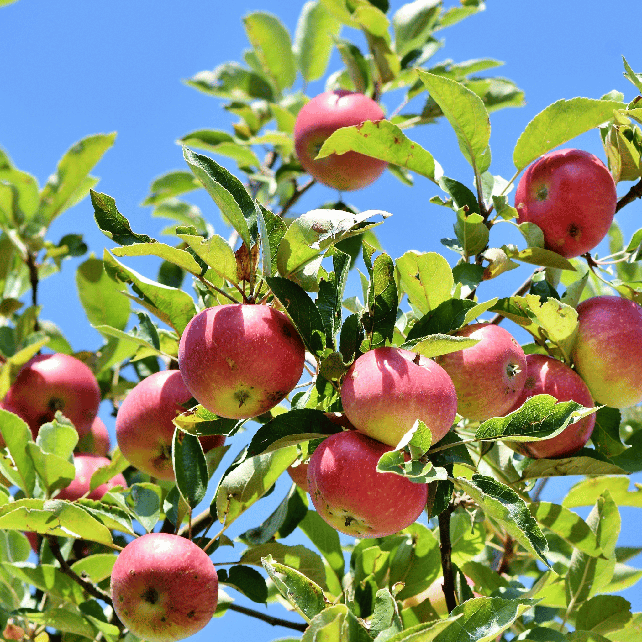 Fruit Trees