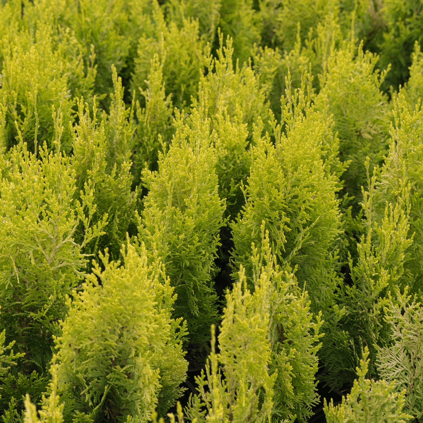 Arborvitae