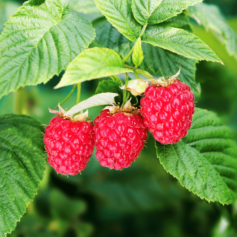 Raspberry