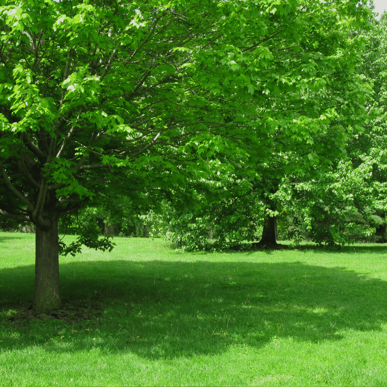 Shade Trees