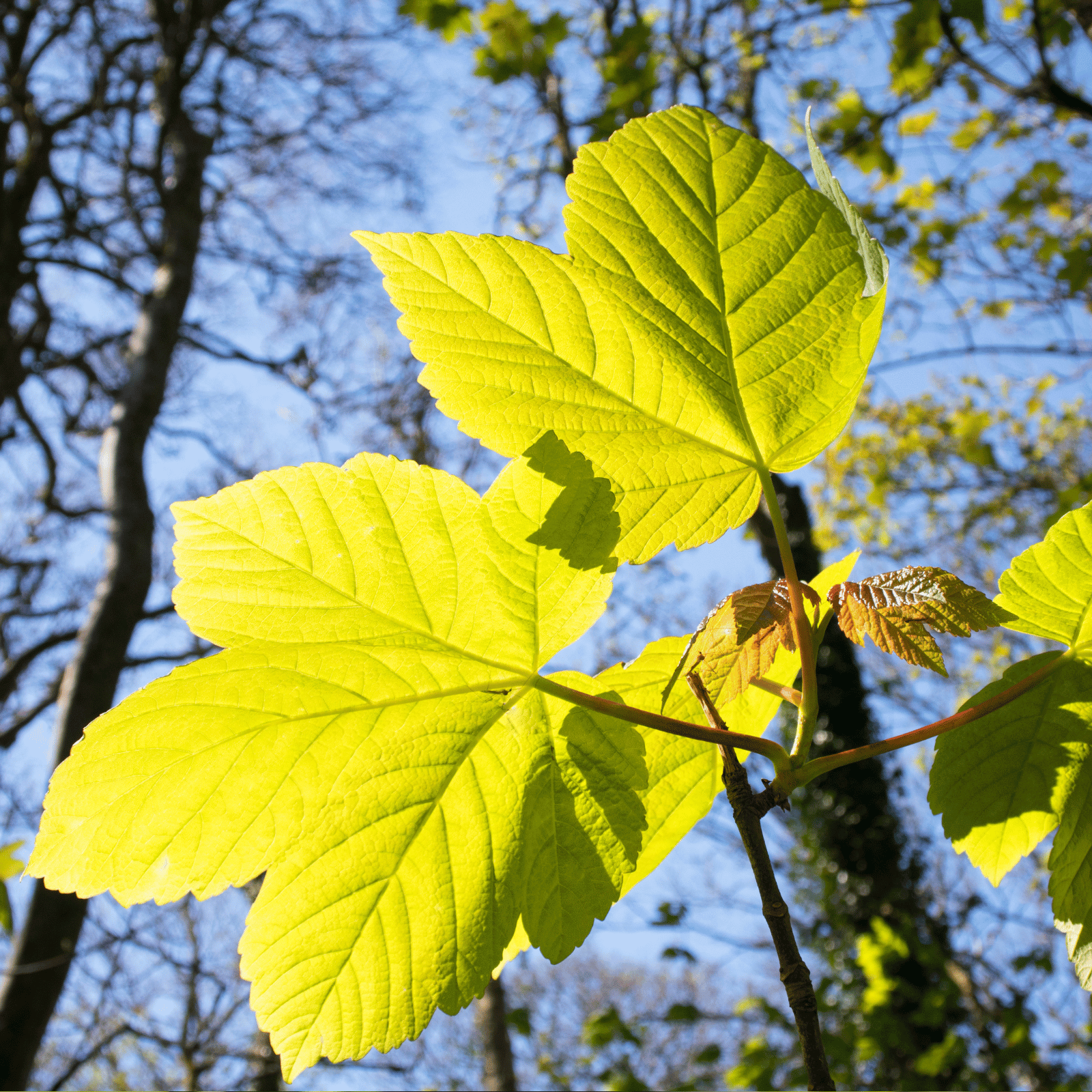 Sycamore