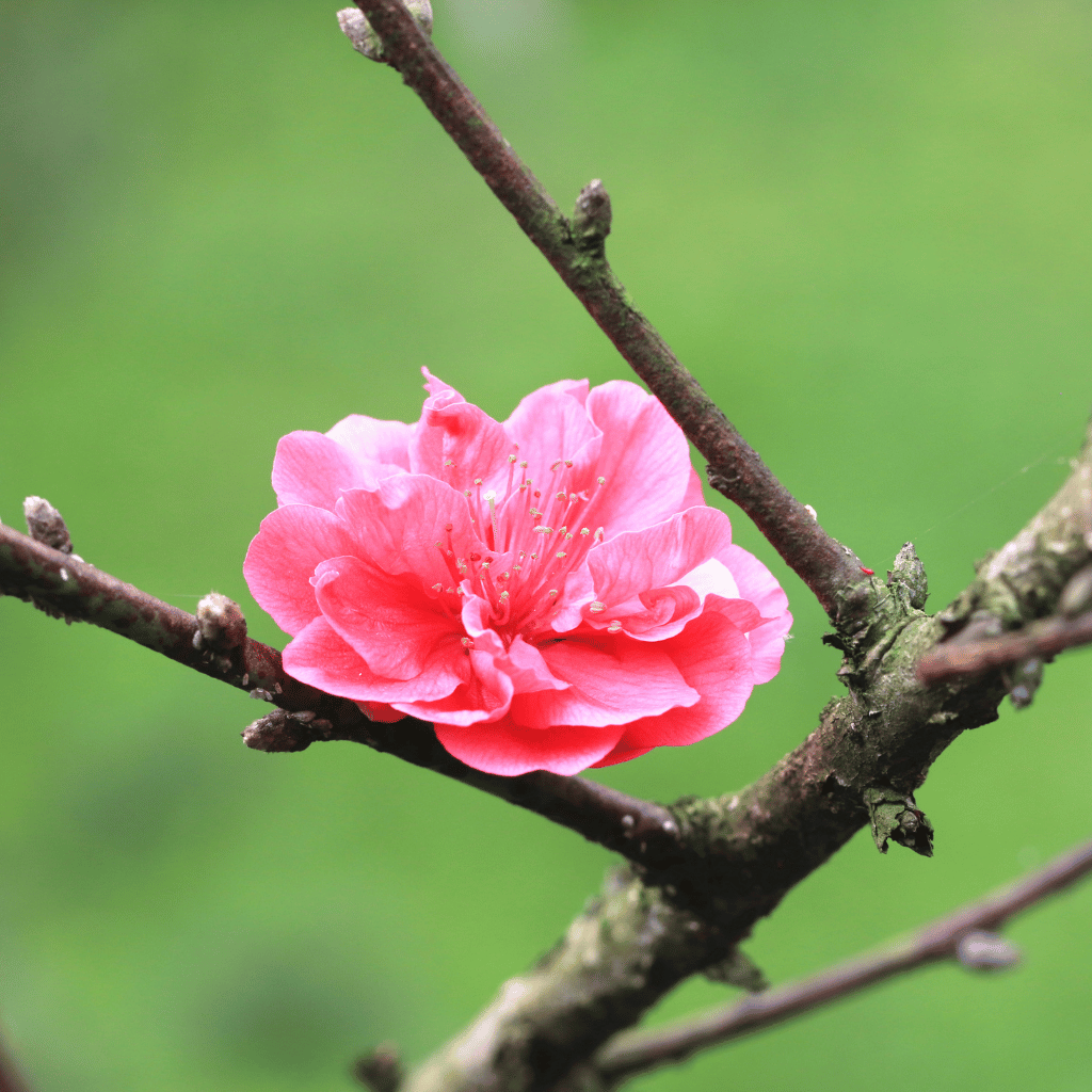 Flowering Plum