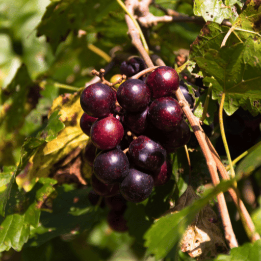 Grapes & Muscadines