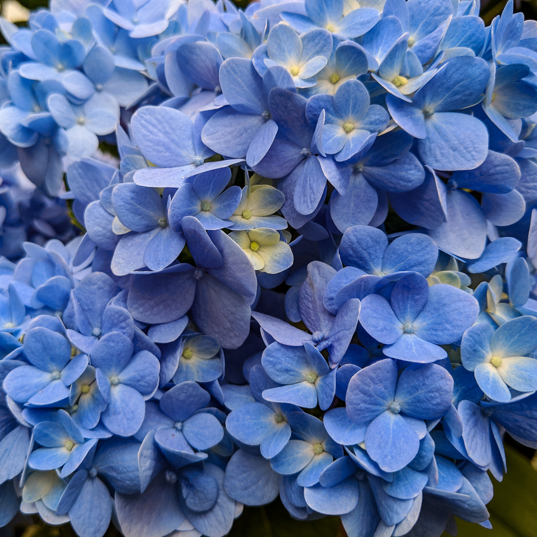 Hydrangea, Nikko Blue