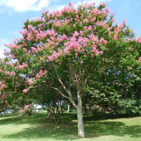 Crape Myrtle, Pink