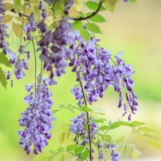 Wisteria, Native Blue