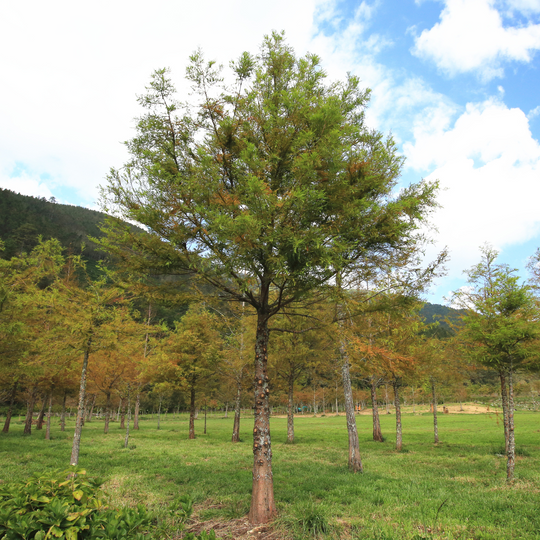 Cypress, Bald