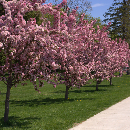 Crabapple, Robinson