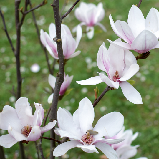 Magnolia, Saucer