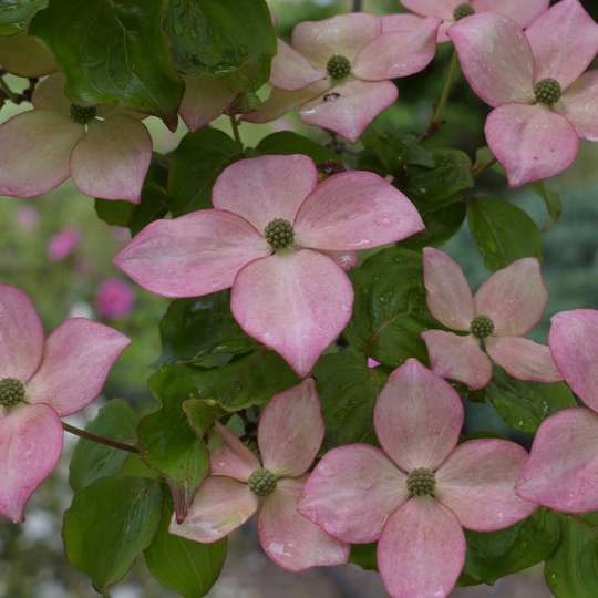 Dogwood, Stellar Pink