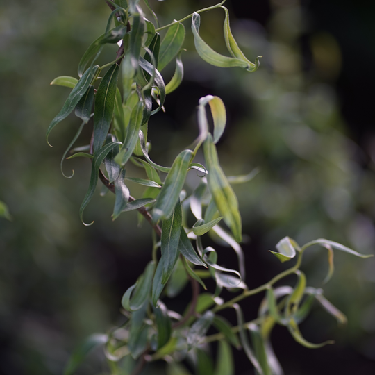 Willow, Corkscrew