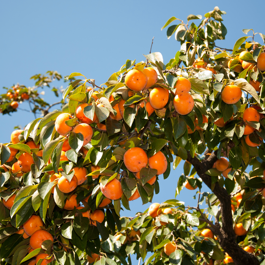 Persimmon, American