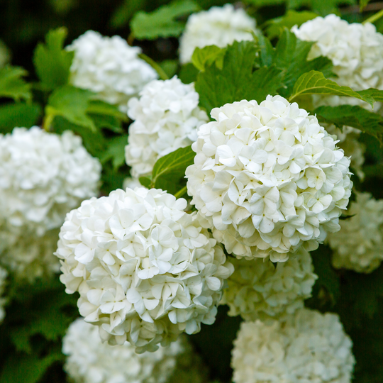 Viburnum, Chinese