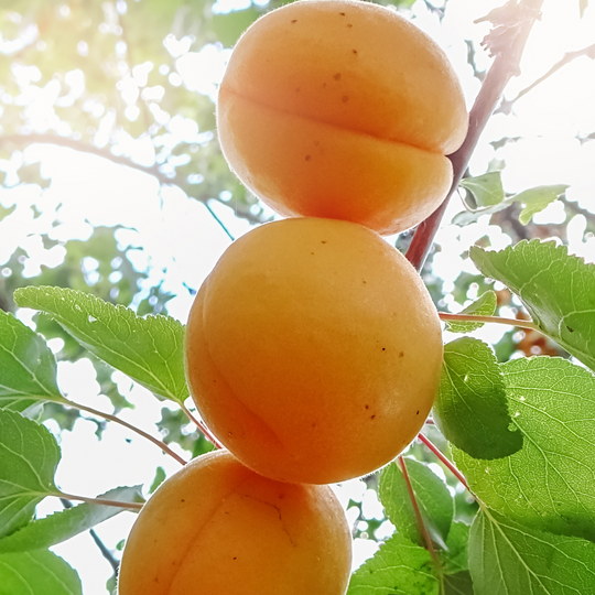 Apricot, Sweet Gem