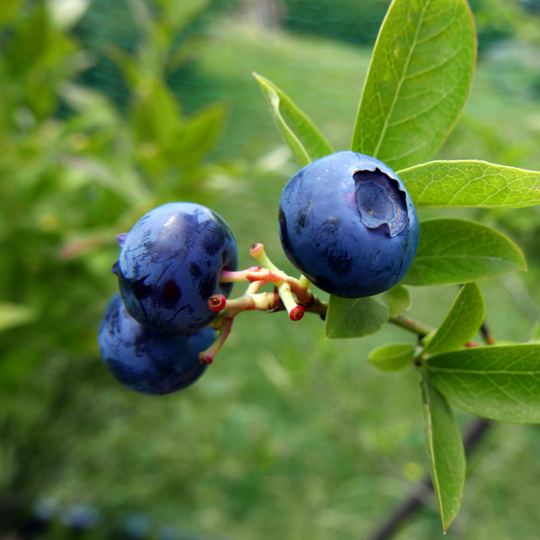 Blueberry, Jubilee