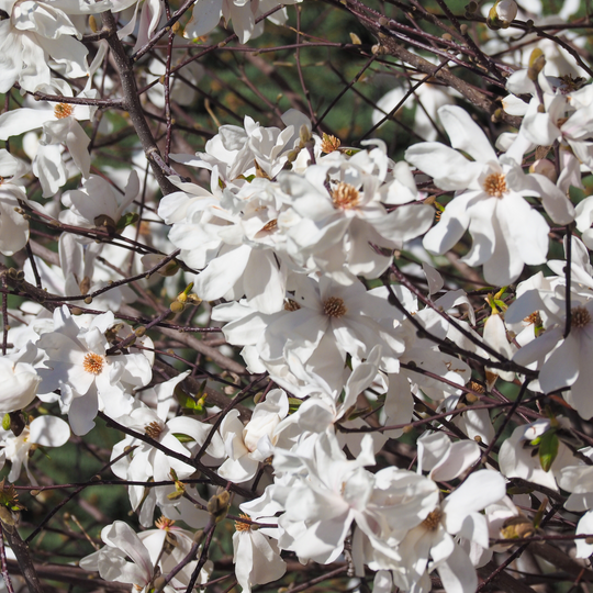 Magnolia, Sweetbay