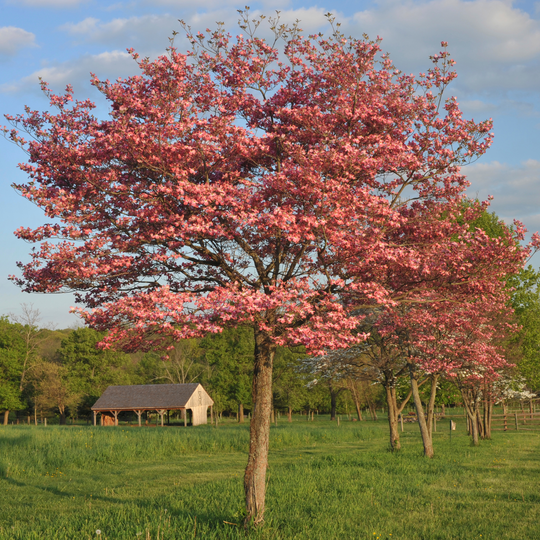 Dogwood, Red