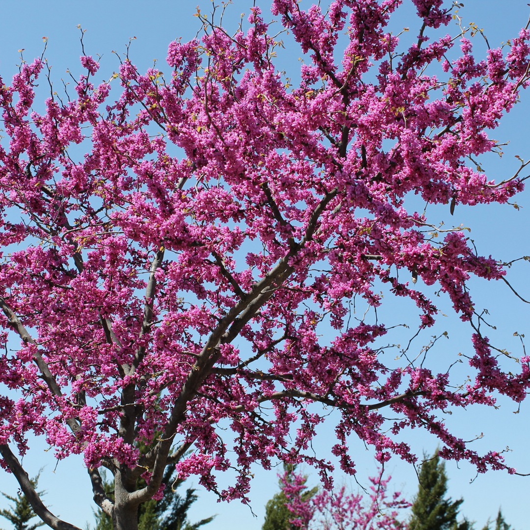 Redbud, Eastern