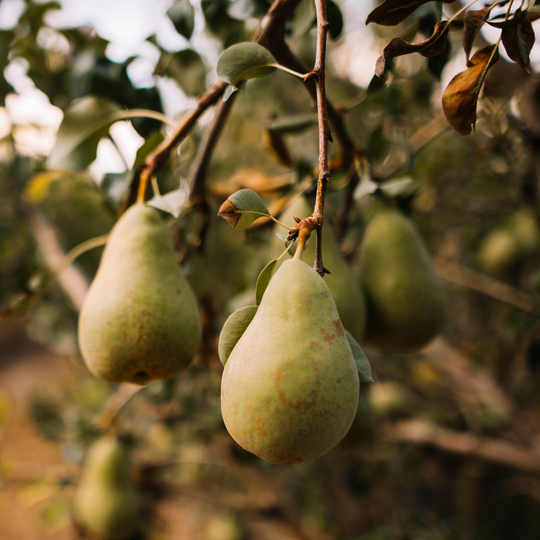 Pear, Flordahome