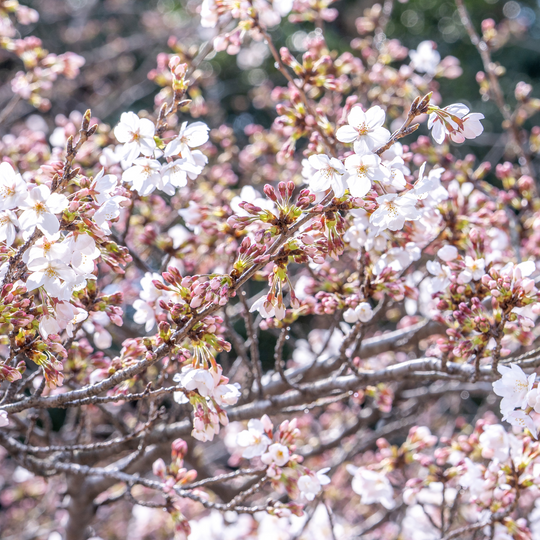 Cherry, Flowering, Yoshino