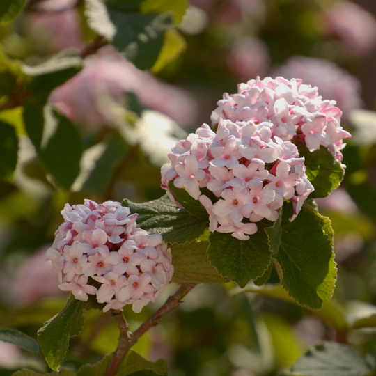 Viburnum, Korean Spice