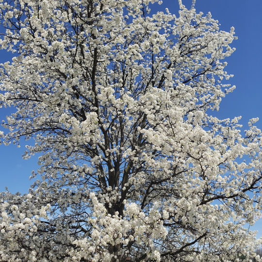 Crabapple, Callaway