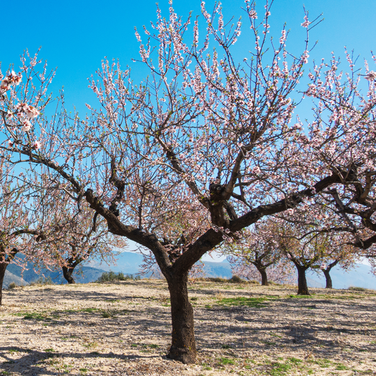 Almond, Flowering