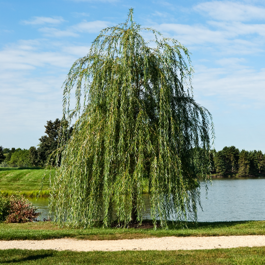 Willow, Weeping