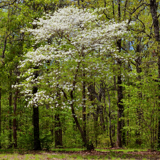 Dogwood, White Full