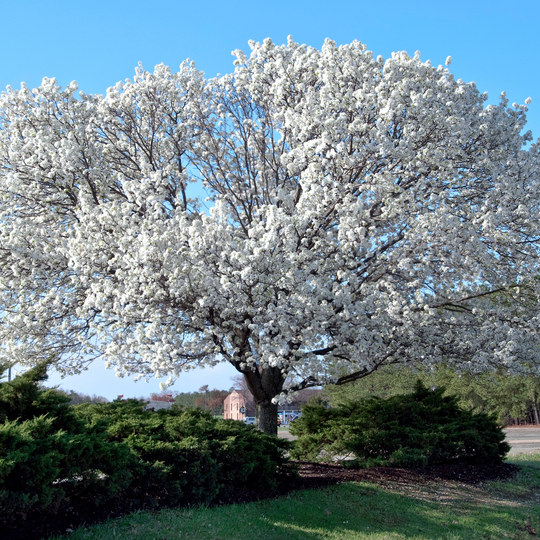 Dogwood, White Kousa