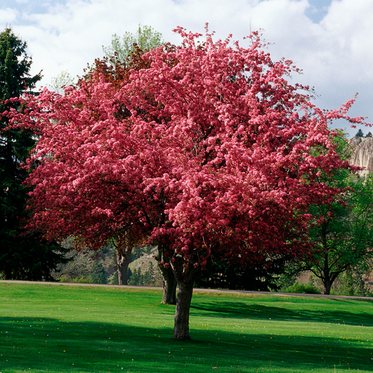 Crabapple, Profusion