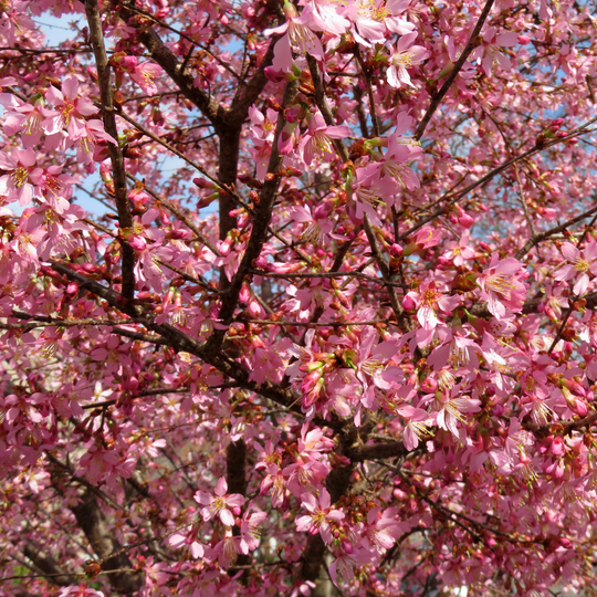 Cherry, Flowering, Okame