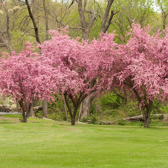 Crabapple, Adams